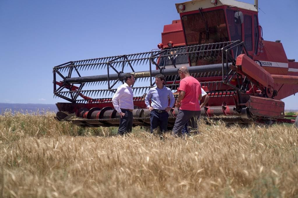 Los campos de trigo en 25 de Mayo.