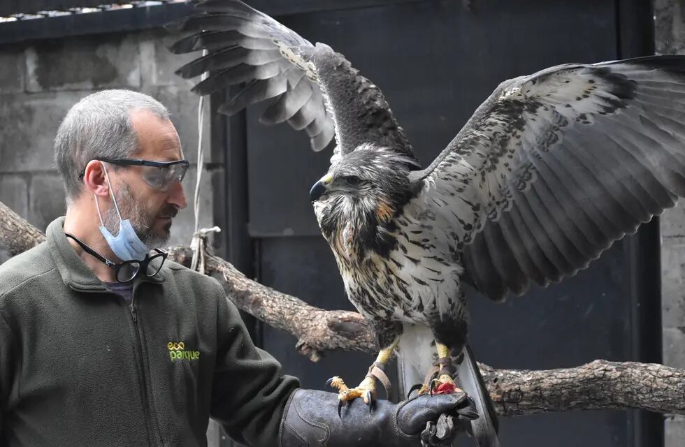 El águila que fue rescatada moribunda al costado de la ruta hace un año y  medio volvió a volar en su hábitat