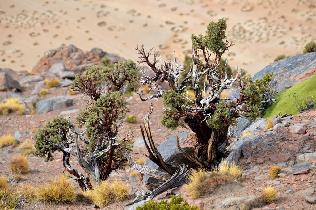 Imágenes de keñua de altura (Polylepis tarapacana) en el Antiplano de Bolivia. También se dan en Perú, Chile y Argentina. Crédito: Ricardo Villalba.