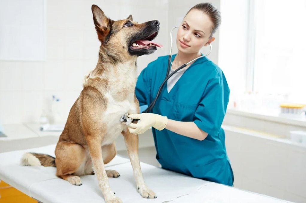 Cómo controlar las pulgas: 3 de cada 10 personas no se dan cuenta cuando su perro las tiene. Foto: Archivo Los Andes (Imagen ilustrativa)