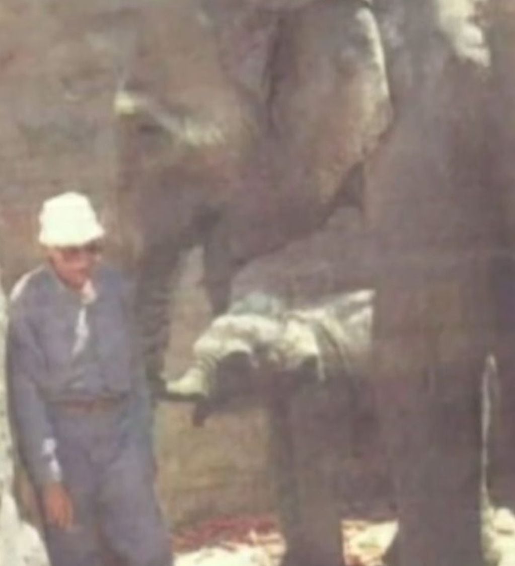 A 2 años del traslado de la elefanta Guillermina a Brasil: así está hoy y la tierna foto cuando apenas nació. Foto: Instagram @sanctuary4elephants