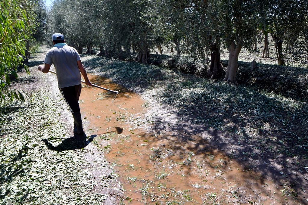 El suelo quedó tapizado por las hojas de los viñedos y de los árboles. Estiman que el daño se extenderá a la próxima temporada. Foto: Orlando Pelichotti / Los Andes