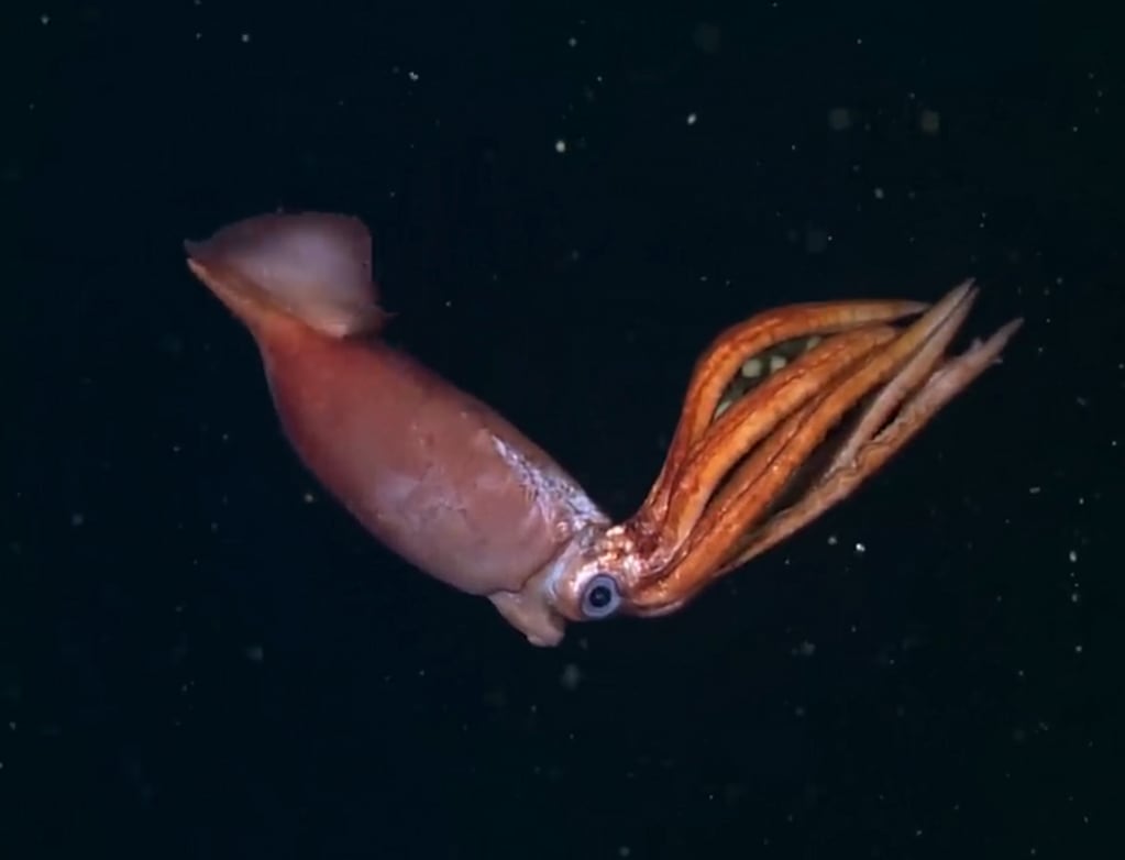 "Los calamares juegan un papel importante en el océano: son feroces depredadores y una fuente vital de alimento para muchos animales, incluso humanos", señalan los investigadores en la publicación.
Foto: MBARI