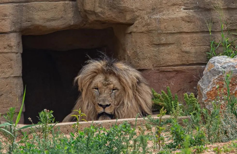 Video: intentó entrar a un santuario de leones, fue ferozmente atacado y  casi perdió una pierna