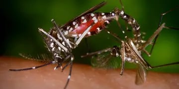 La Plata producirá su propio repelente para combatir la proliferación de mosquitos