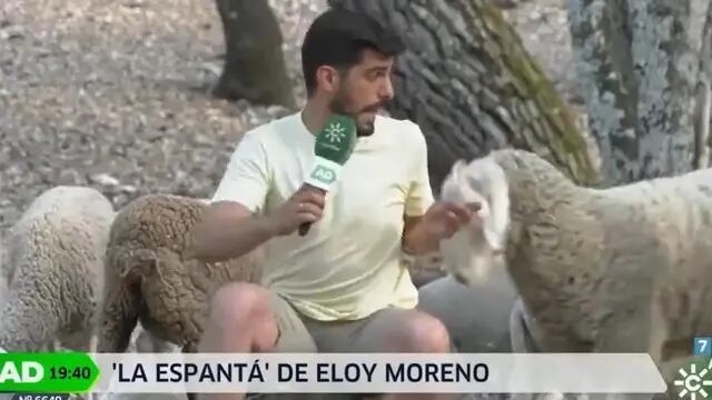 Un periodista español fue atacado por una oveja