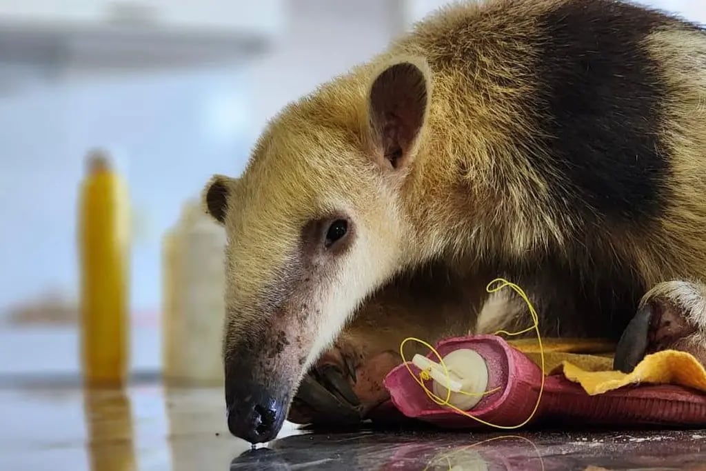 Día del Medio Ambiente: un oso melero y 16 aves silvestres rescatadas fueron derivados a Santa Fe. Foto: Prensa Gobierno de Mendoza