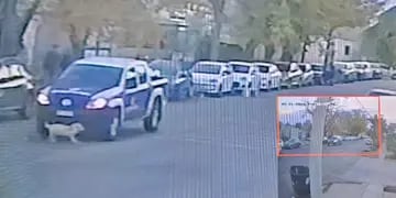 Video: una camioneta de la Municipalidad de Guaymallén atropelló a un perro y se dio a la fuga