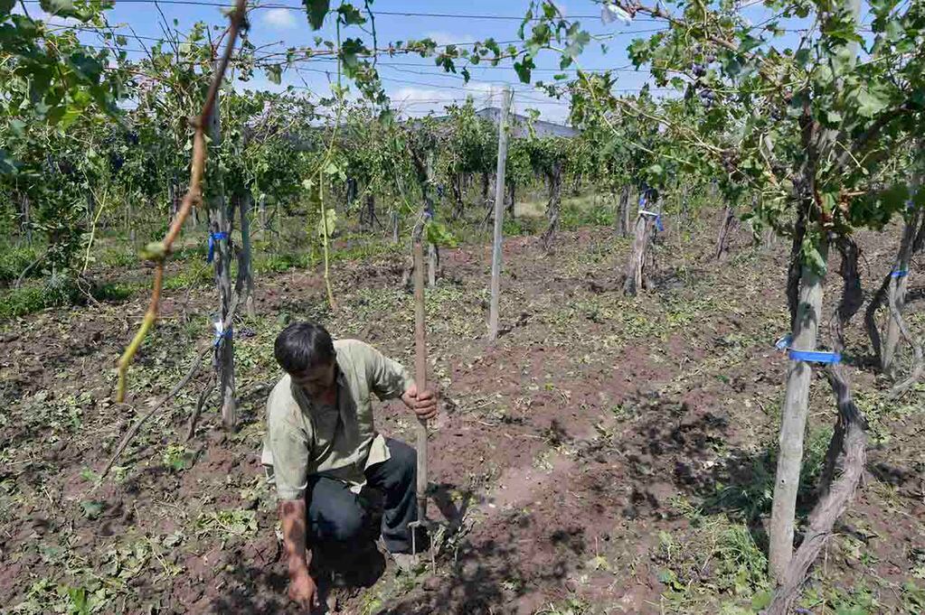 Edgardo Sosa perdió sus cinco hectáreas de uva criolla. Foto: Orlando Pelichotti