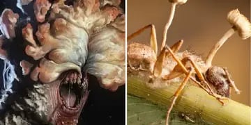 Cordyceps, el hongo de The Last of Us: qué tan letal es en la vida real