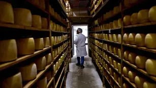 Rematan 680.000 kilos de quesos SanCor