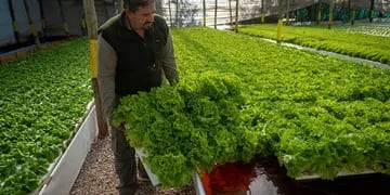 Mendoza pasó a ser la provincia con mayor cantidad de establecimientos orgánicos certificados de todo el país. Además, de la mano de la vid, los olivos y las hortalizas es la segunda en hectáreas cosechadas.
