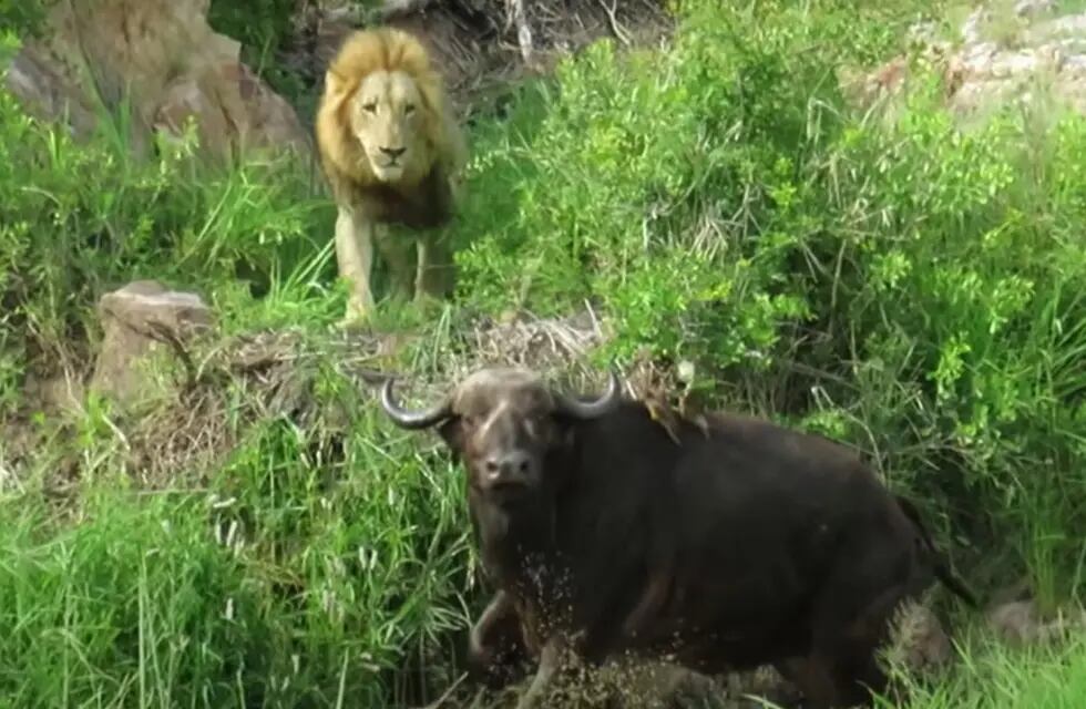 Impactante video: el mortal ataque de una manada de leones a un búfalo que  estaba herido