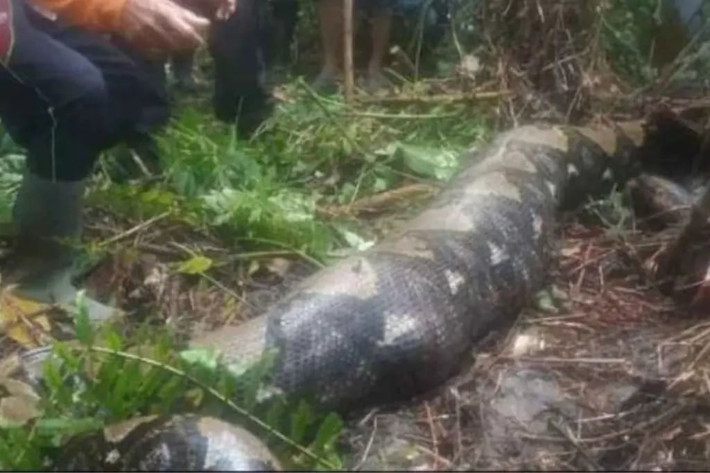 Encontraron el cuerpo de una mujer dentro de una pitón gigante en Indonesia: llevaba días desaparecida
