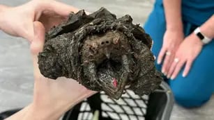 Encontraron una aterradora tortuga caimán en un lago en Reino Unido: “Te daría un mordisco desagradable”