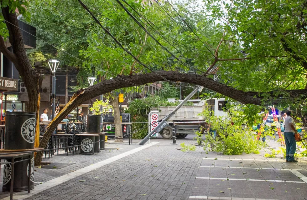 El último lunes un árbol se quebró a la mitad en la Peatonal. Una de las mitades quedó suspendida en los cables de luz y el peso del tronco arrastró el poste. | Foto: Mariana Villa / Los Andes