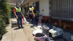 La Policía de Tucumán rescató a 19 perros en estado de abandono y hallaron a otros cuatro muertos tras un allanamiento en un domicilio