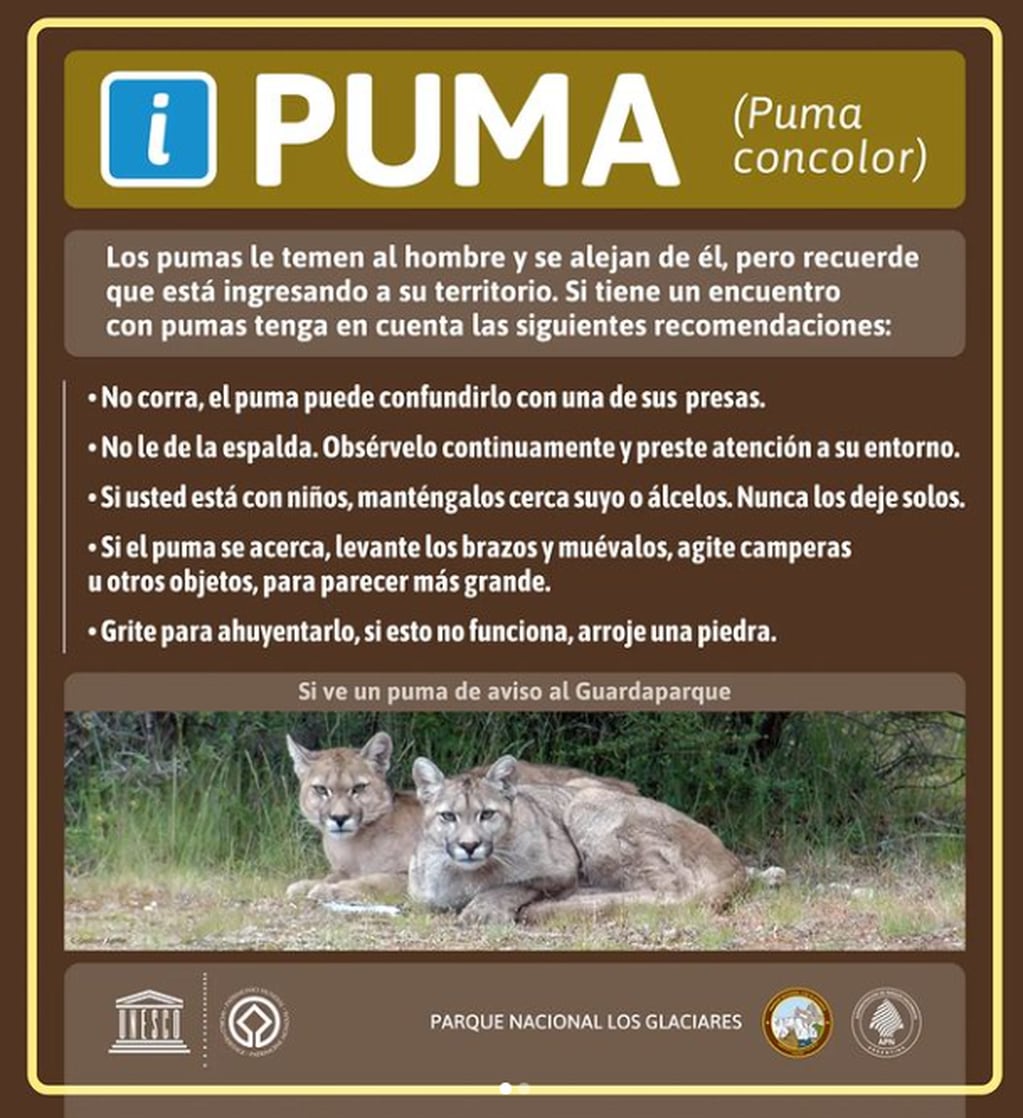 Puma en El Chaltén - Instagram Parque nacional Los Glaciares