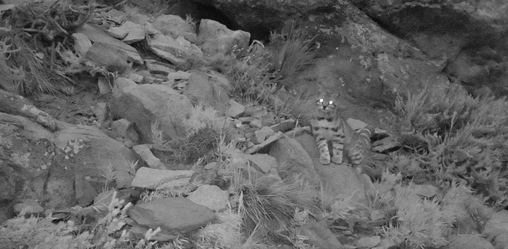 Volvieron a fotografiar al “Fantasma de los Andes”, el felino silvestre más amenazado de América. Foto: Gobierno de Mendoza
