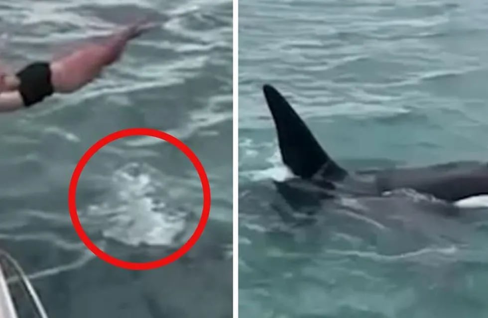 Un hombre se lanzó al mar para tocar una orca y casi termina mal. El gobierno lo multó.