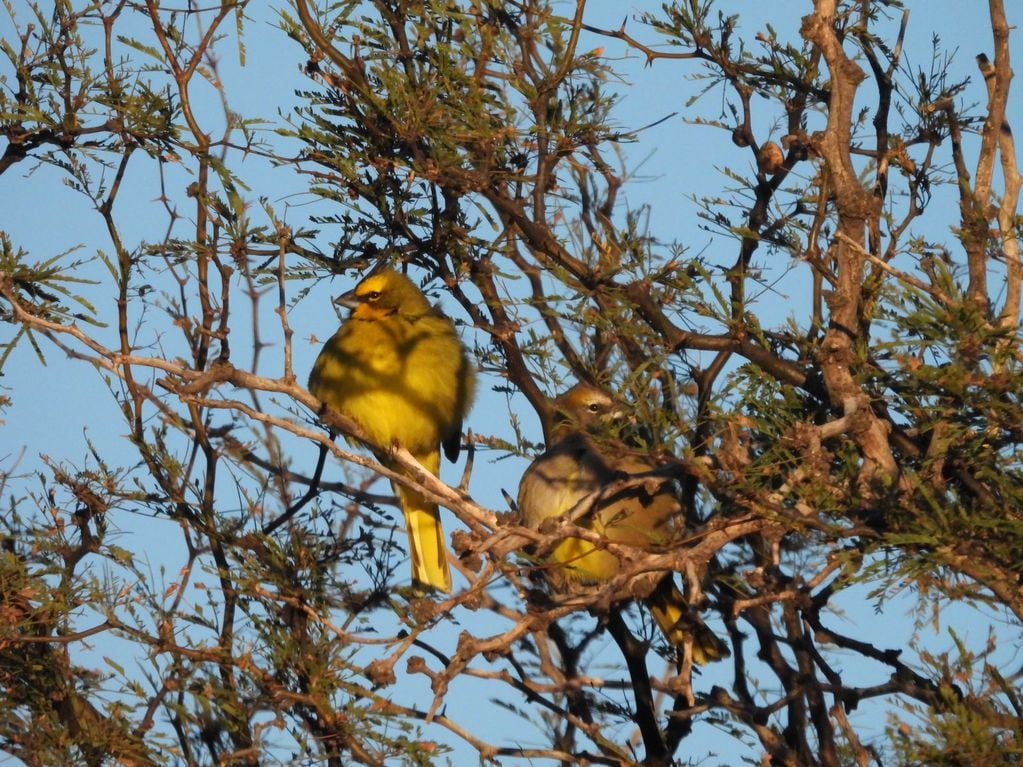 Mendoza aportó tres parejas reproductoras, claves para salvar a una especie en peligro de extinción. Foto: Gentileza Instagram @mmariagustina__