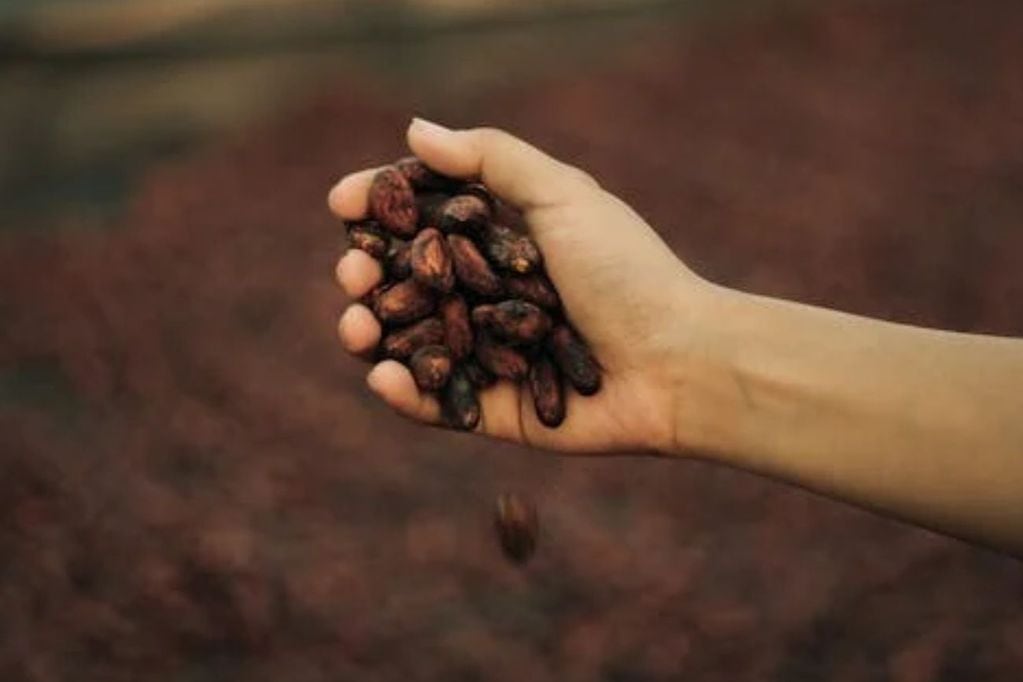 Beneficios de consumir cacao