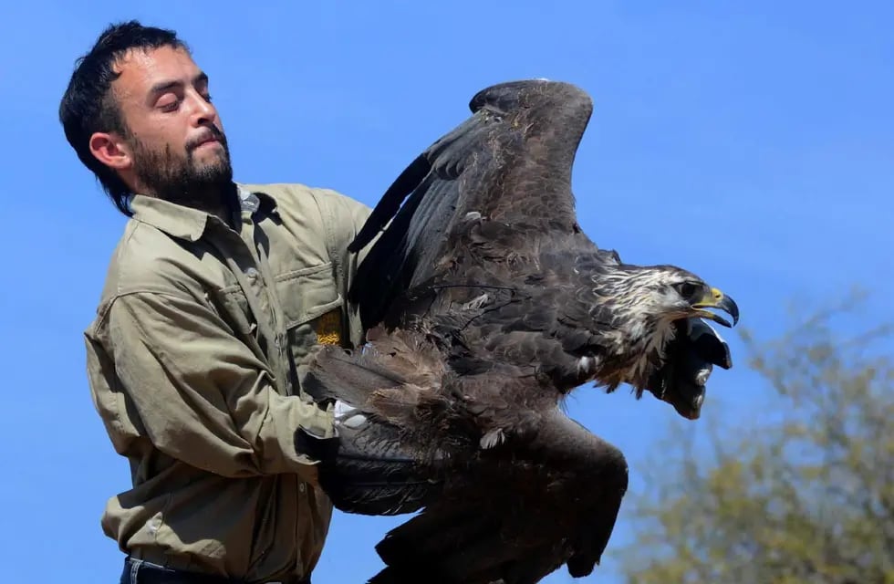 Xumec, el águila coronada que volvió a su hábitat natural