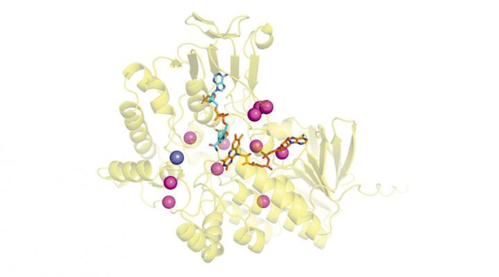 Al estilo Jurassic Park, una investigadora mendocina “resucitó” una proteína ancestral. Modelo estructural de una BVMO ancestral de actinobacteria donde se resaltan los sitios analizados por mutagénesis sitio-dirigida en el trabajo.