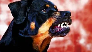 Ataque de perros en Guaymallén