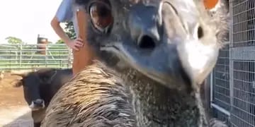 “Basta Emmanuel”: el avestruz más divertido del mundo, se hizo viral en Twitter