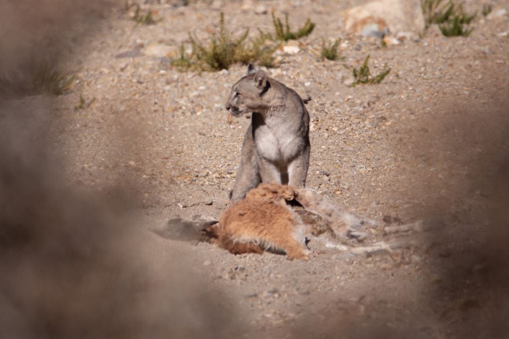 Fotos y videos del impactante avistaje de un puma en Villavicencio comiendo un guanaco: su rol clave en el ecosistema. Foto: Gentileza Martín Pérez (@cuyo.birding.3)