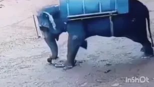 Un hombre de 62 años murió pisoteado y aplastado por un elefante / Captura de pantalla