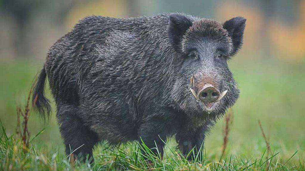 Un hombre confundió a su amigo con un jabalí y lo mató