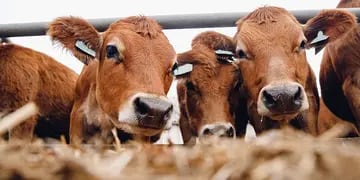 Condición corporal: variable de gestión para bovinos de zona árida