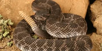 Insólito: fue atacado por una serpiente venenosa y la mató a mordiscos para vengarse