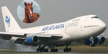 Un avión de carga se vio forzado a aterrizar luego de que un caballo se escapara de la bodega