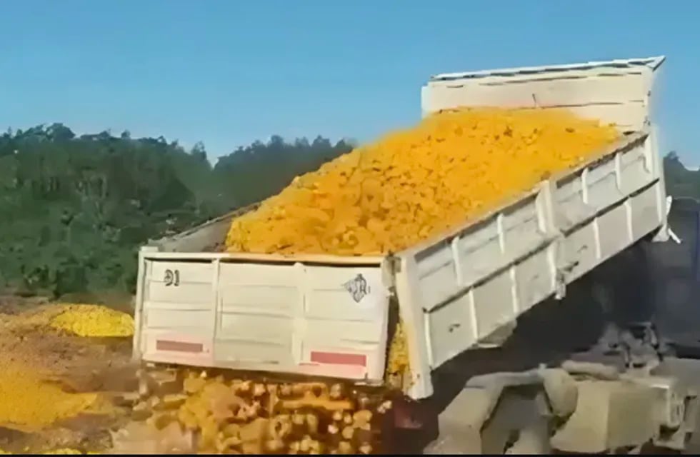 En Entre Ríos tiraron 8.000 kilos de mandarinas porque la gente no puede comprarlas.