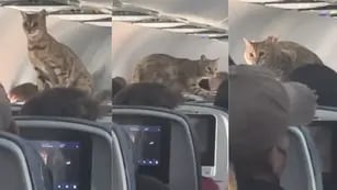 “El gato volador”: un minino escapó de su jaula en pleno vuelo y caminó sobre todos los pasajeros. Foto: TikTok