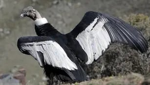 Condor Huarpe