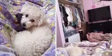 Escalofriante video: grabó a su perrita en la cama y captó la cabeza de un fantasma