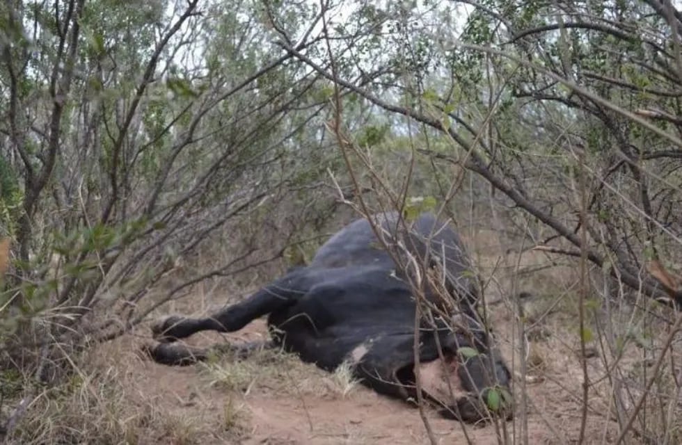 Acusan a un "chupacabras" de mutilar vacas en Santiago del Estero con un bisturí láser