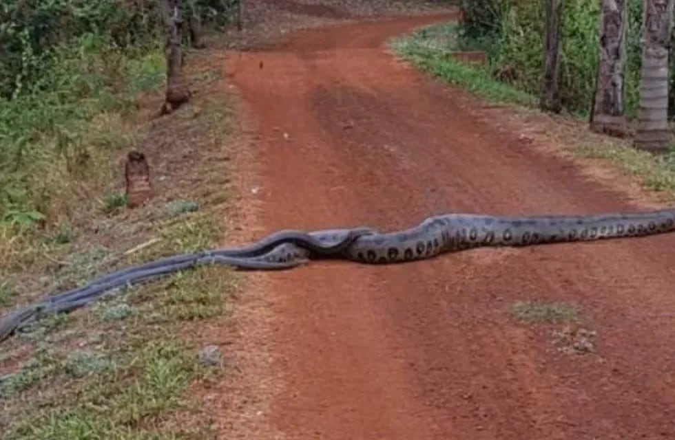 Una anaconda de unos 6 metros cruzó un camino en Brasil y con ella iba un grupo de serpientes más pequeñas.
