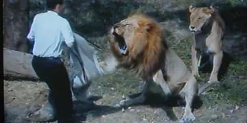 Video: un pastor entró a una jaula con leones para ‘convertirlos al cristianismo’, pero terminó en tragedia