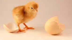 Según ChatGPT, ¿qué fue primero, el huevo o la gallina?
