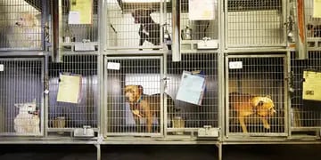 Por la crisis, cada vez más personas dejan a sus mascotas en refugios de animales