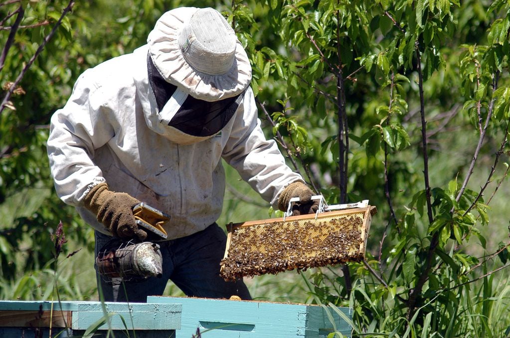 El decreto incluye únicamente a la producción de abejas reina

FOTO PATRICIO CANEO