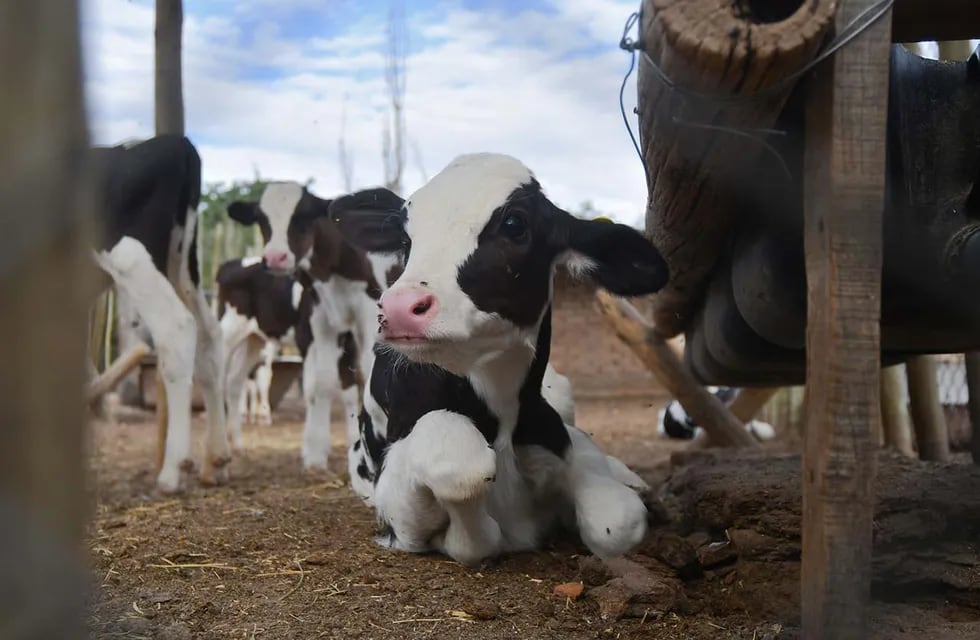 Una vaca danesa típica emite alrededor de seis toneladas métricas de CO2 al año.

Foto:José Gutierrez / Los Andes