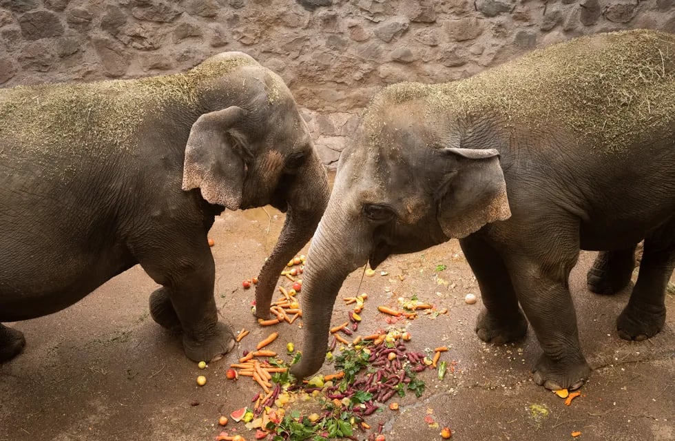 Comenzó el entrenamiento de los elefantes del Ecoparque para su traslado al santuario de Brasil. Foto: Ignacio Blanco / Los Andes