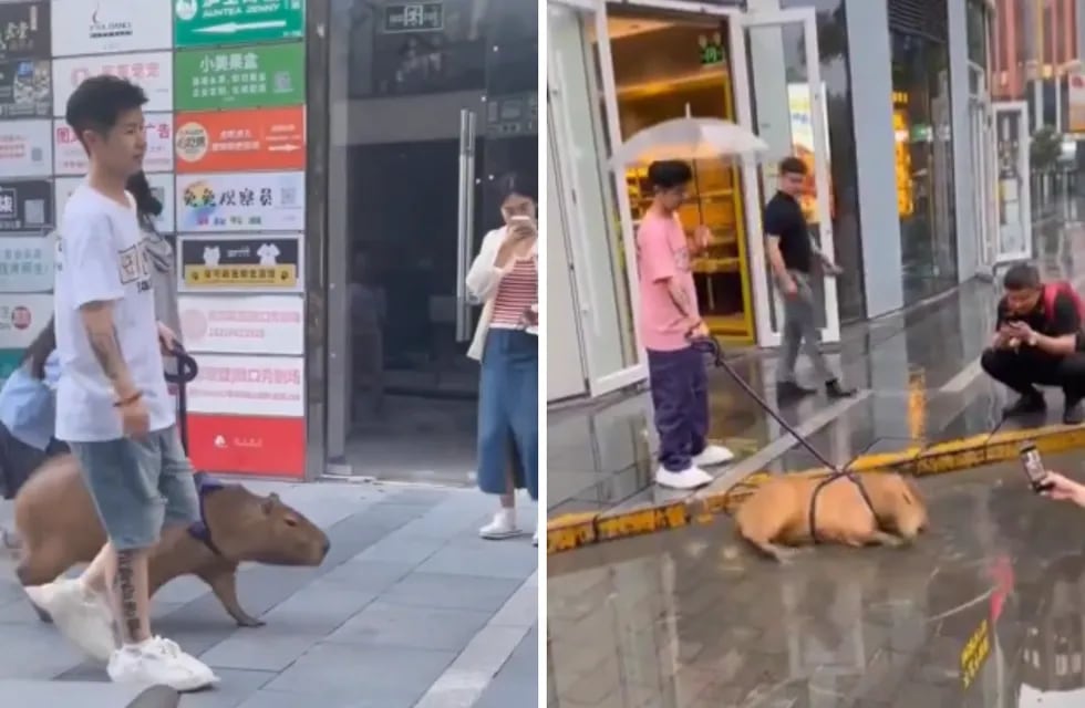 Un joven chino sacó a pasear a un carpincho como si se tratara de un perro y recibió duras críticas. X