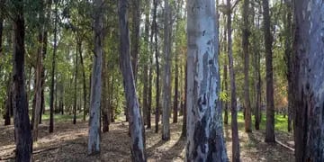 Maipú bosque de eucaliptus